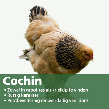 Cochin kip